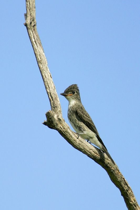 Olive-sided Flycatcher 