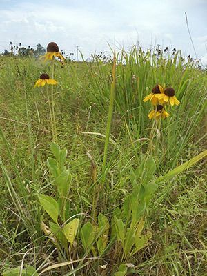 Rough Coneflower