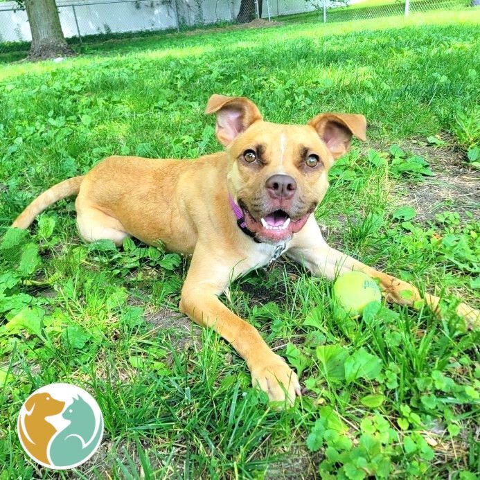 Dogs & Puppies Adopt Toledo Animal Rescue