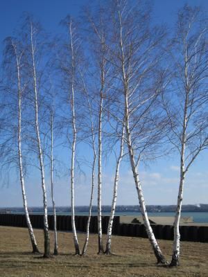 Daily Prayer March 4