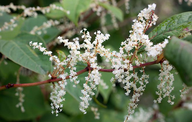 Japanese Knotweed