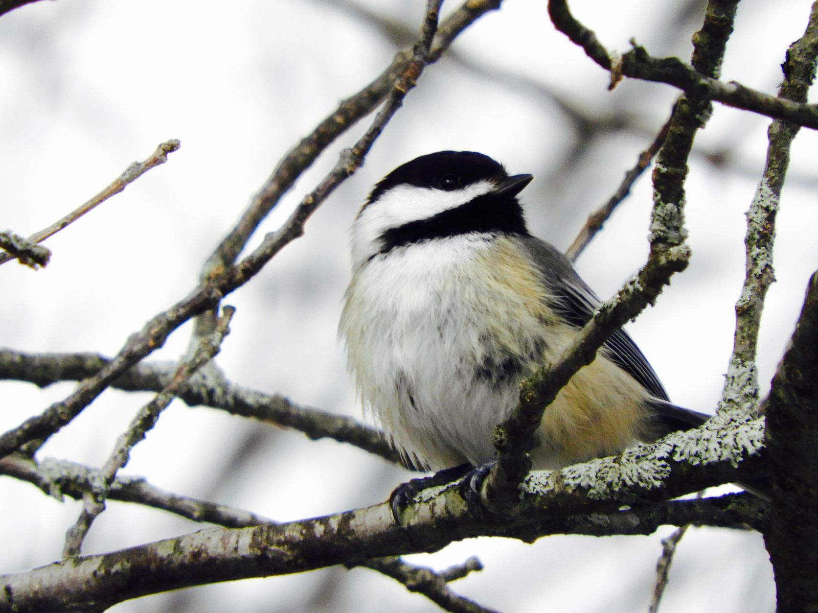 The History of the Christmas Bird Count