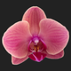 orchid