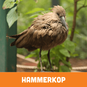 hammerkop