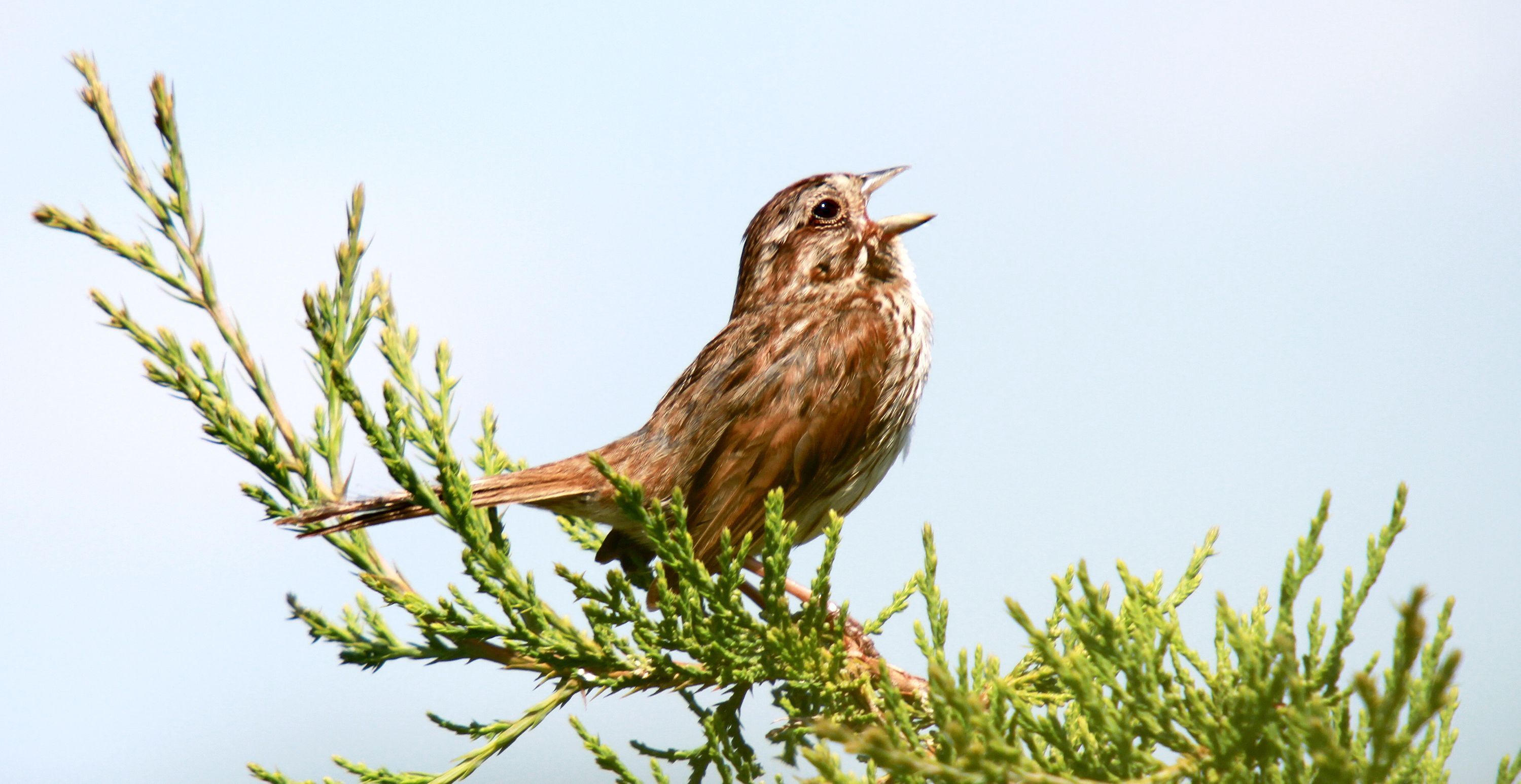 Grab Your Field Guide…Sparrows are Coming!