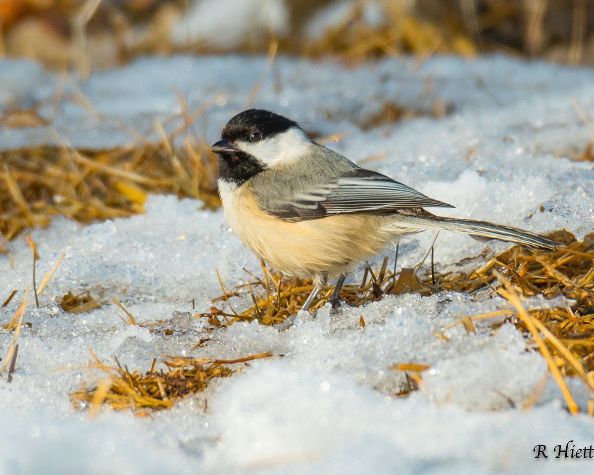 A Black-capped Chickadee on snowy ground