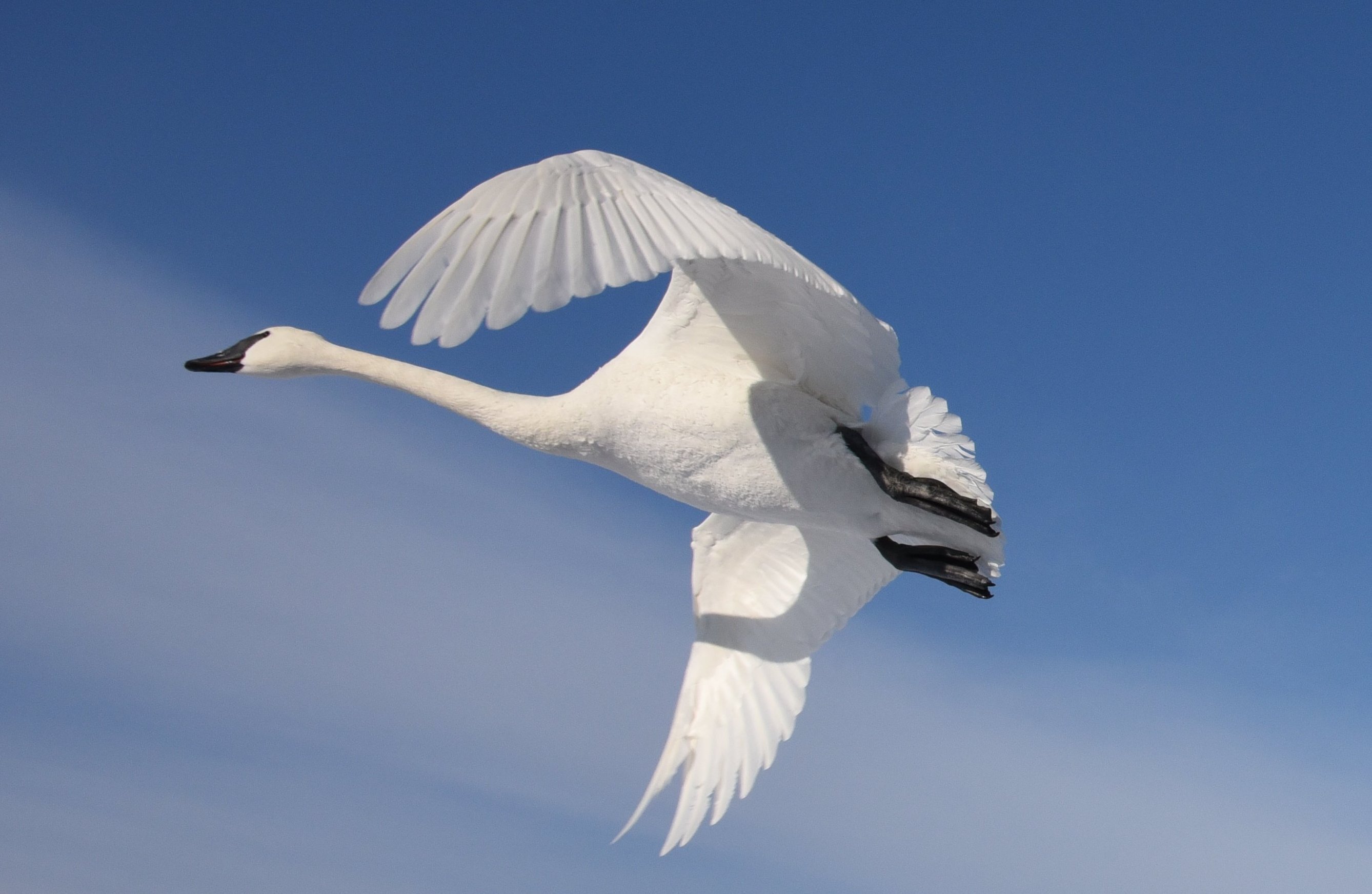 Follow that Swan - Trumpeter Watch