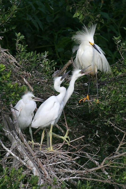 Snowy Egrets