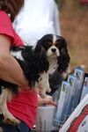 dog walk Hoover Aldridge members