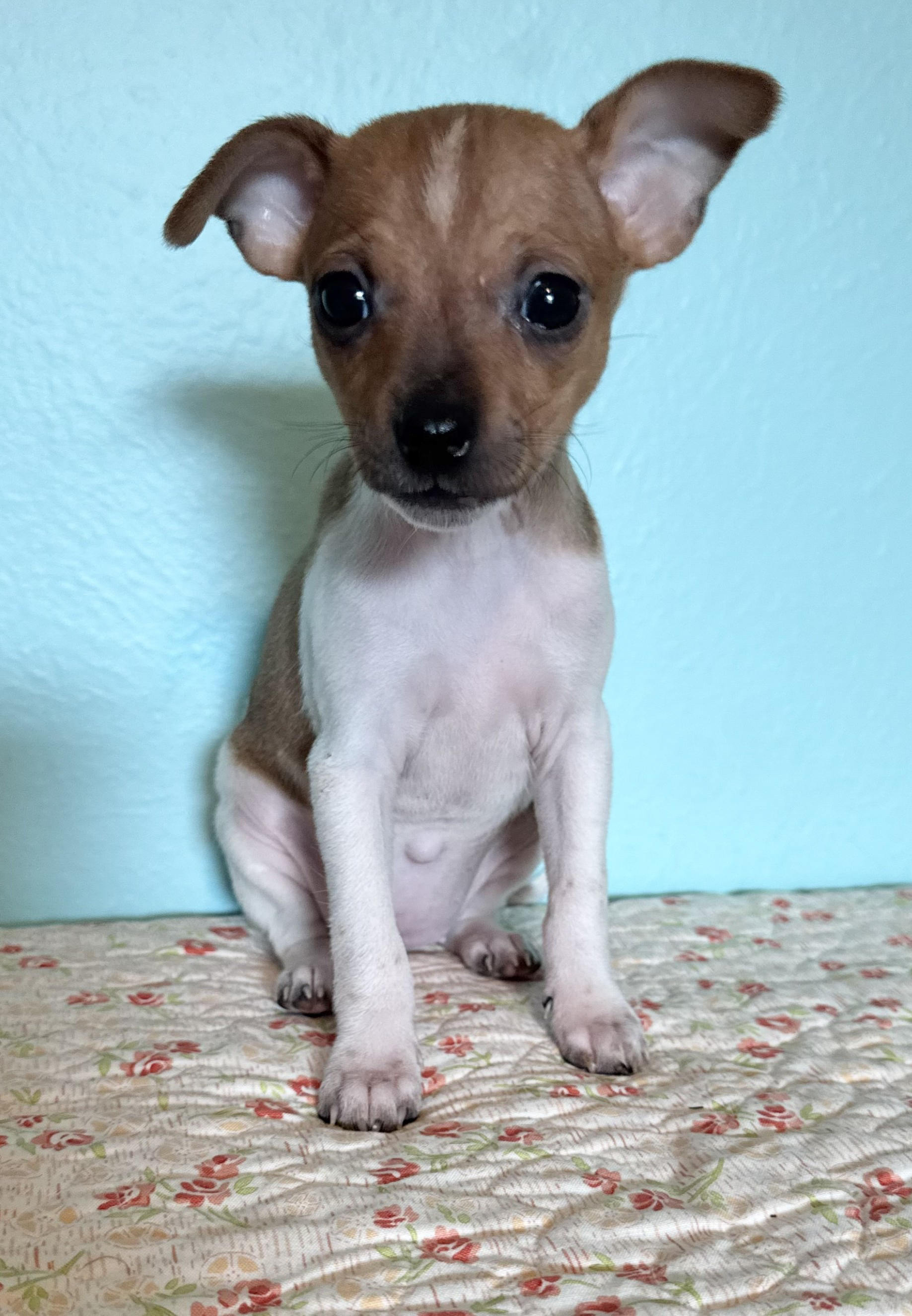 Coral - ADOPTION PENDING