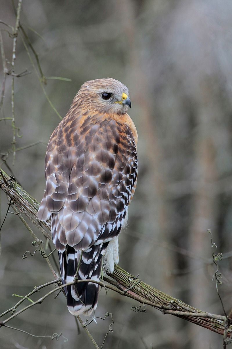 Red-shouldered Hawk (adult)