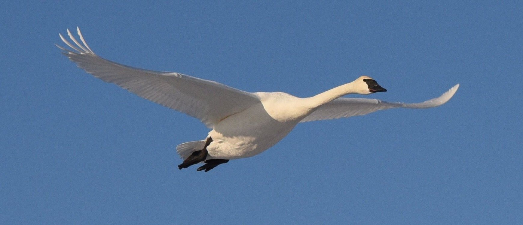 Urgent! Make sure a swan is safe!