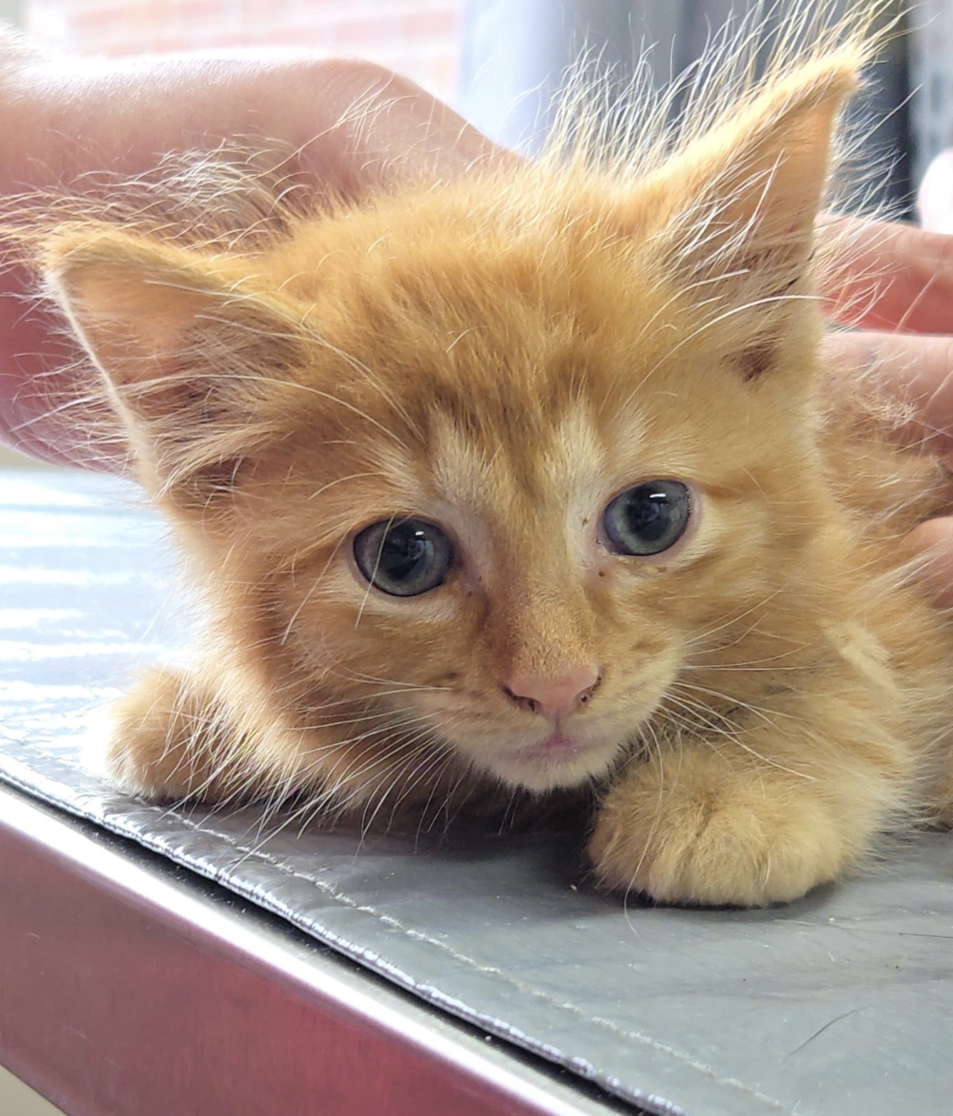 Marshall - ADOPTION PENDING
