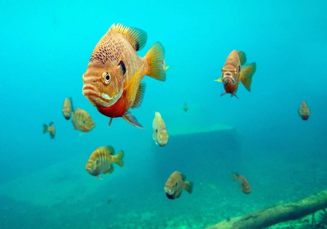 Fish underwater.