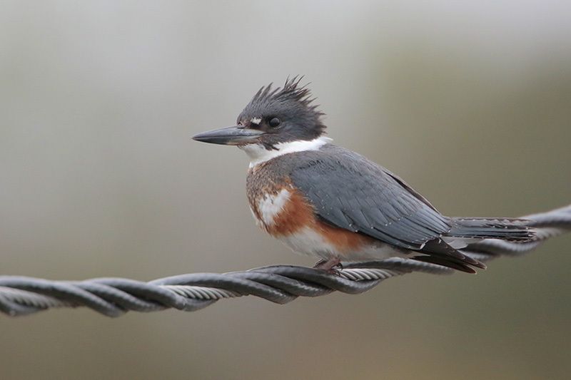 The Belted Kingfisher - Coastal Interpretive Center