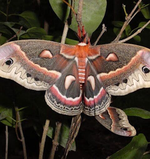Moth