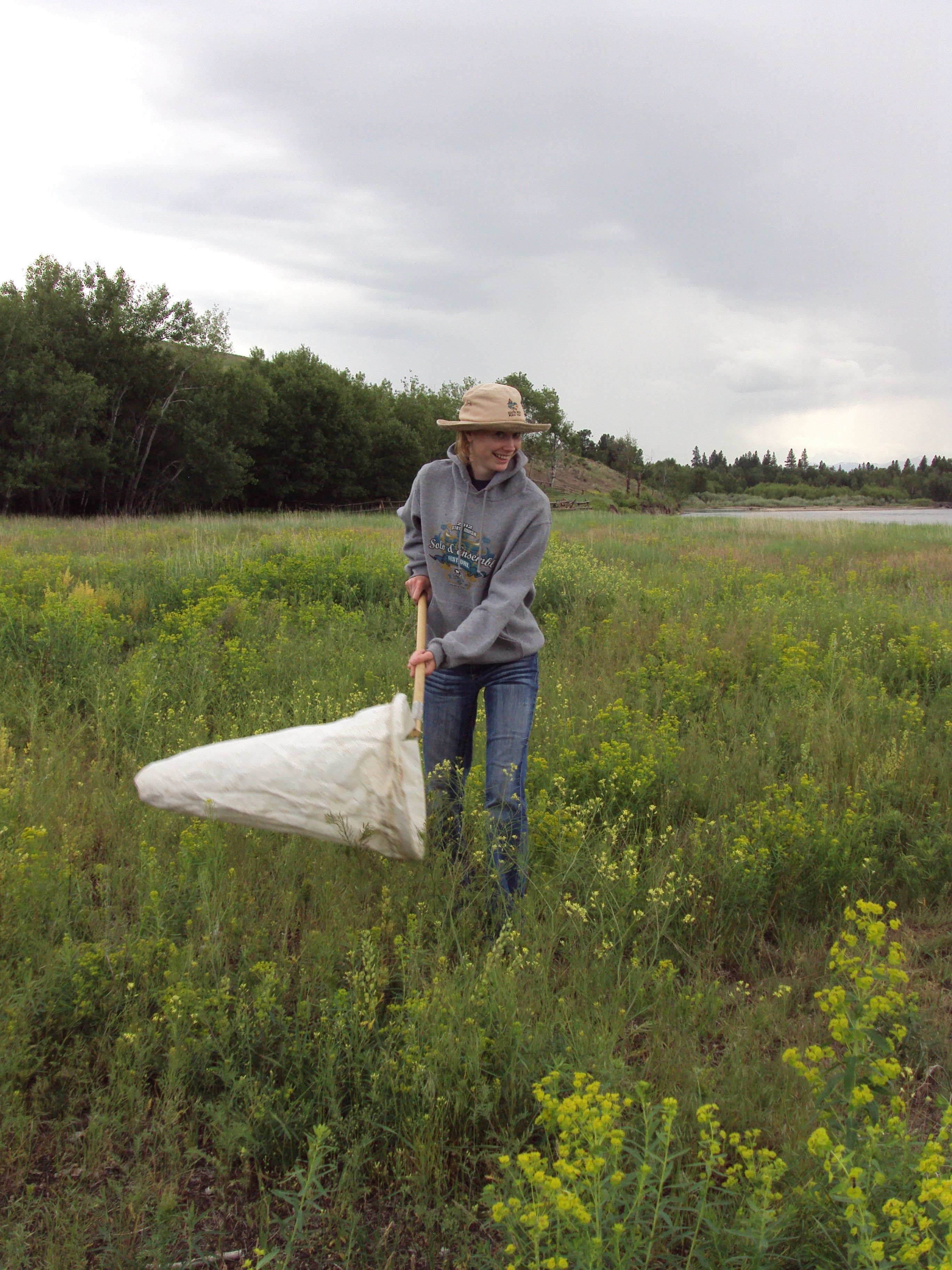 Evaluating Biocontrol: Leafy Spurge