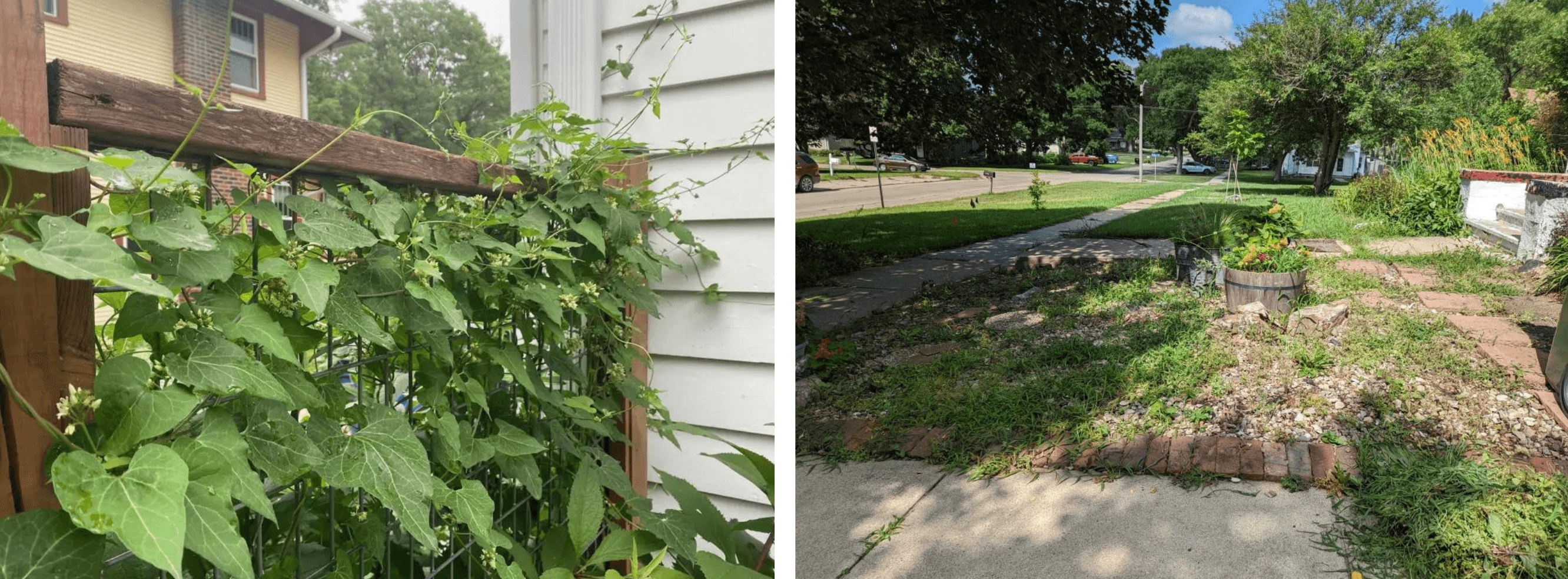 Hanna's milkweed vine growing through a fence and Sarah's bindweed crop in her front yard.