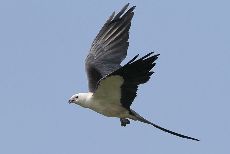 Swallow-tailed Kite