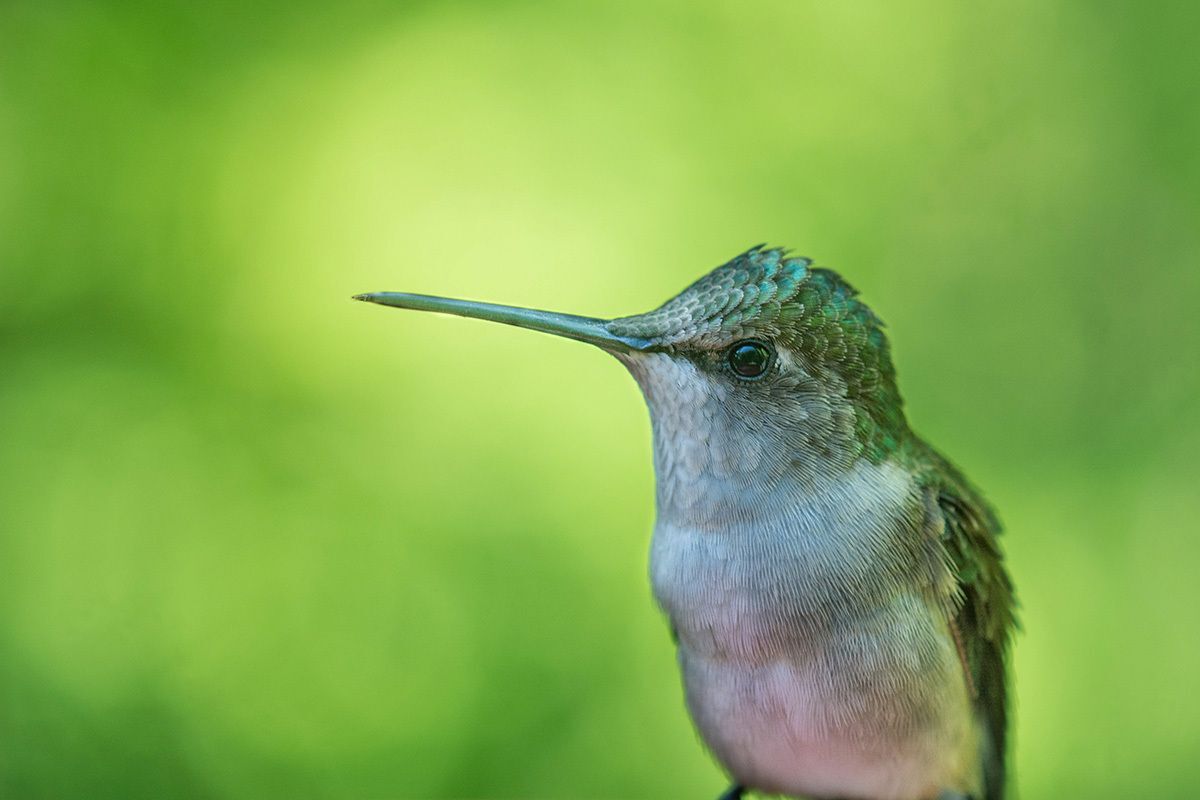 Spring programs highlight birds and bees