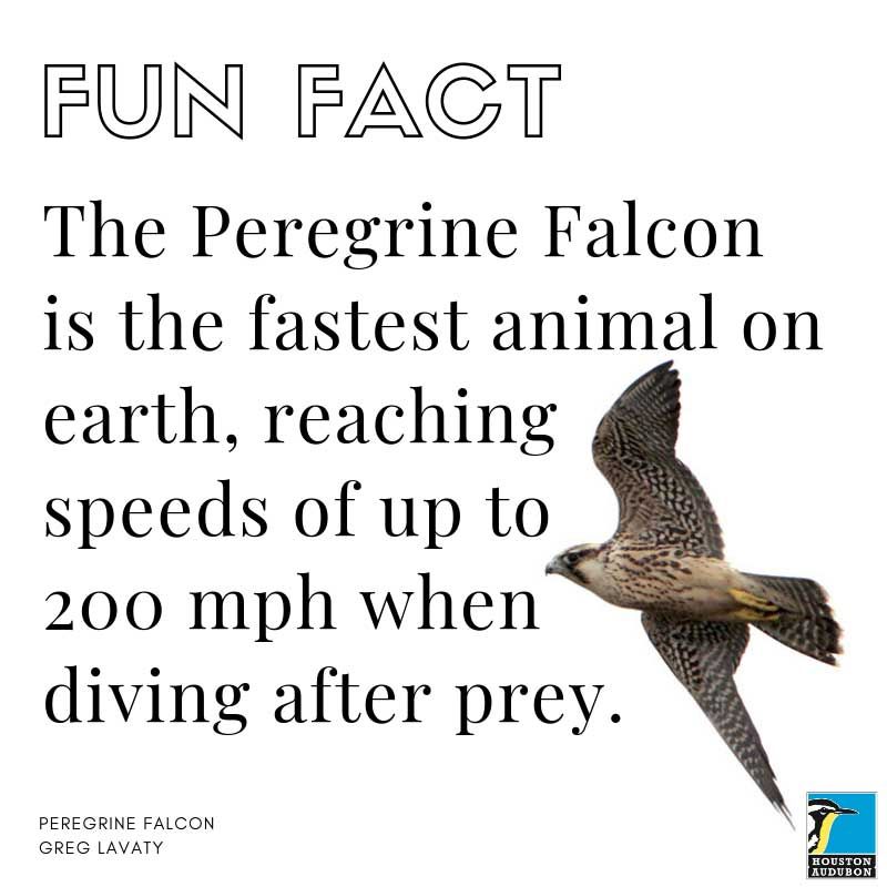 Peregrine Falcon fun fact