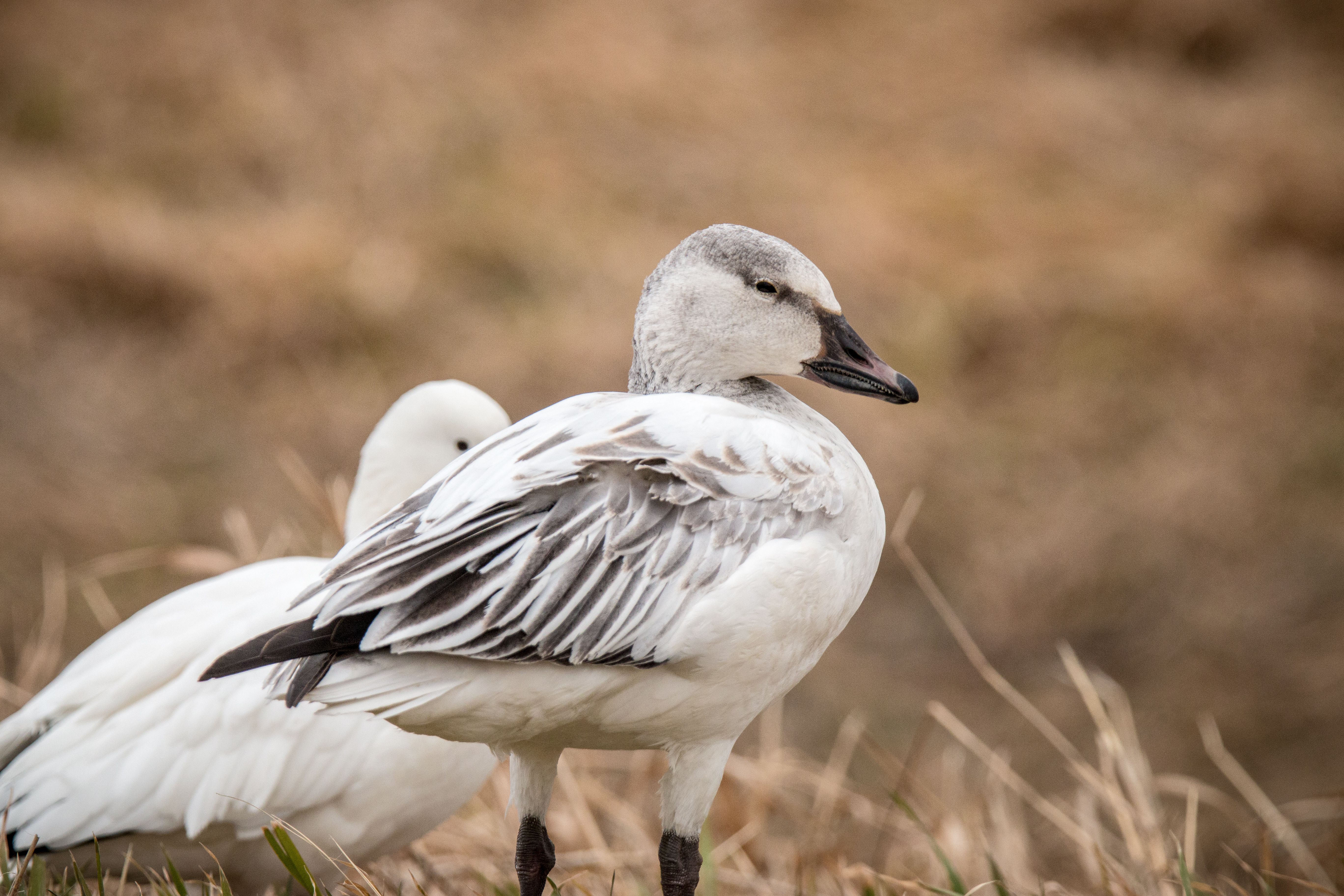 February Field Trip: Snow Geese at DeSoto