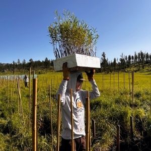 Planting and Seed Collection