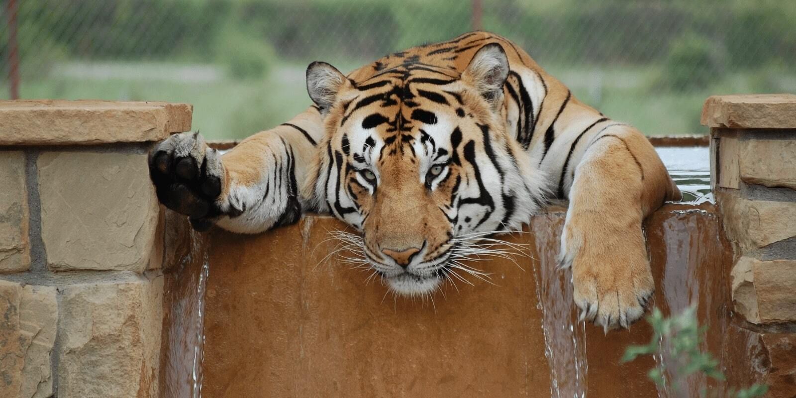 Tigers