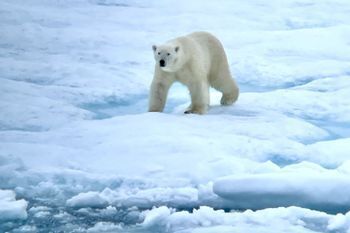 polar bear on an ice sheet