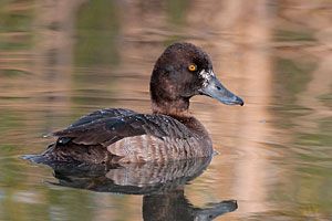 Lesser Scaup (female)