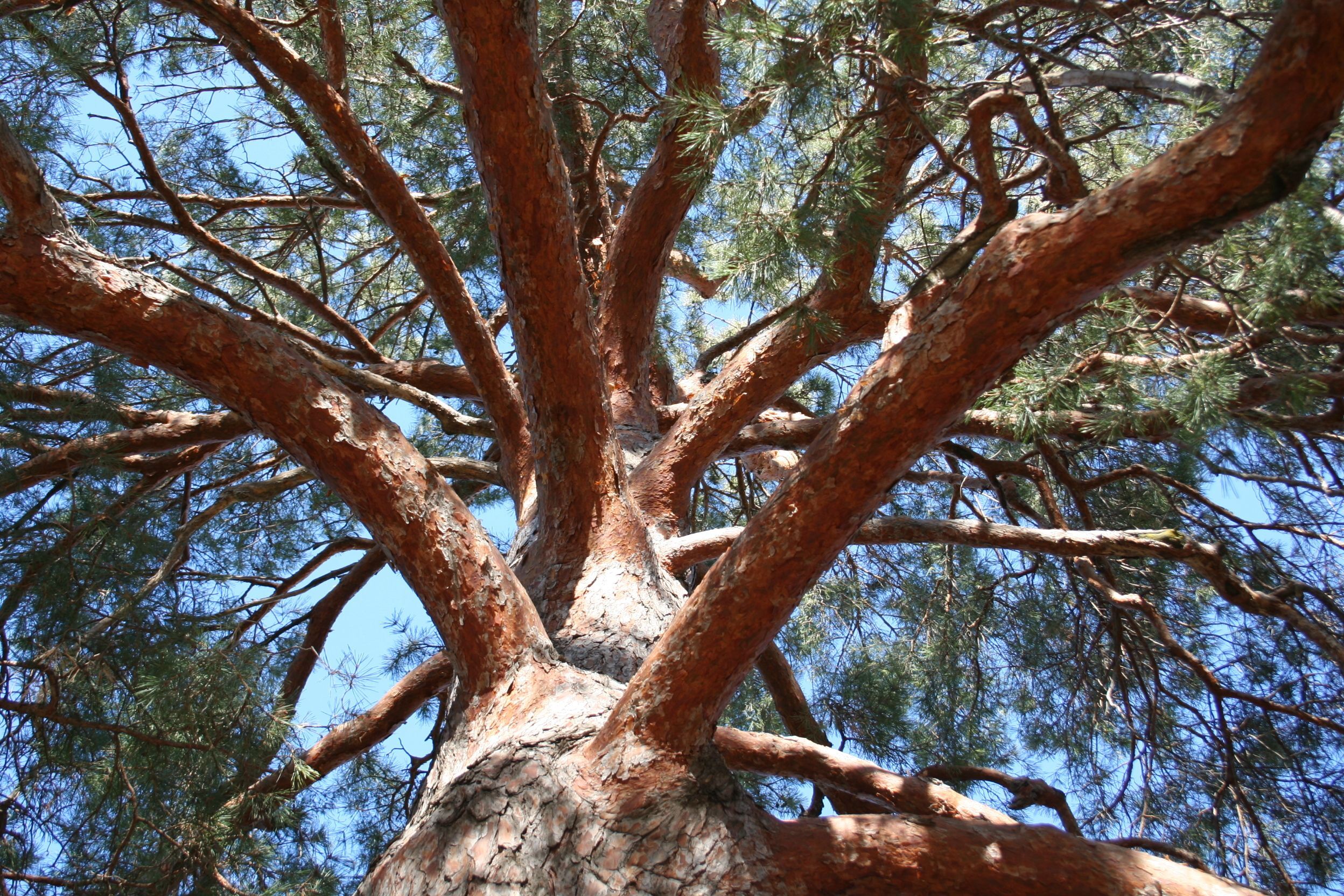 A mature Scotch (Scots) pine during the summer. 