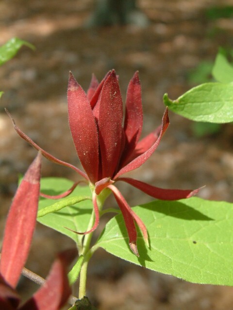 Sweet-Shrub - Pack of 5 Seedlings (12"-18")