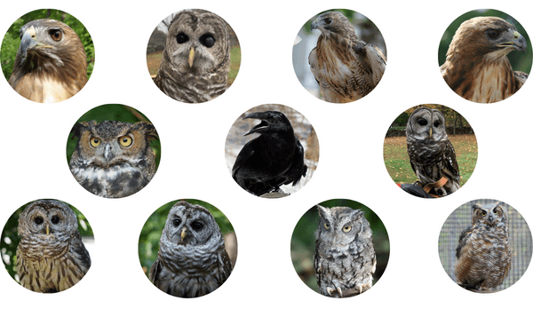 Our Avian Ambassadors | Audubon Society of Rhode Island