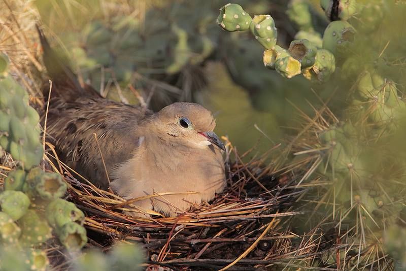 Mourning Dove