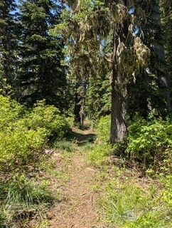 A trail cut through the woods