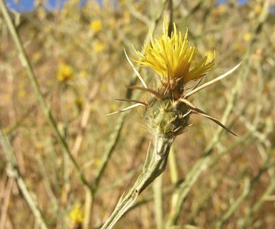 Yellow Starthistle