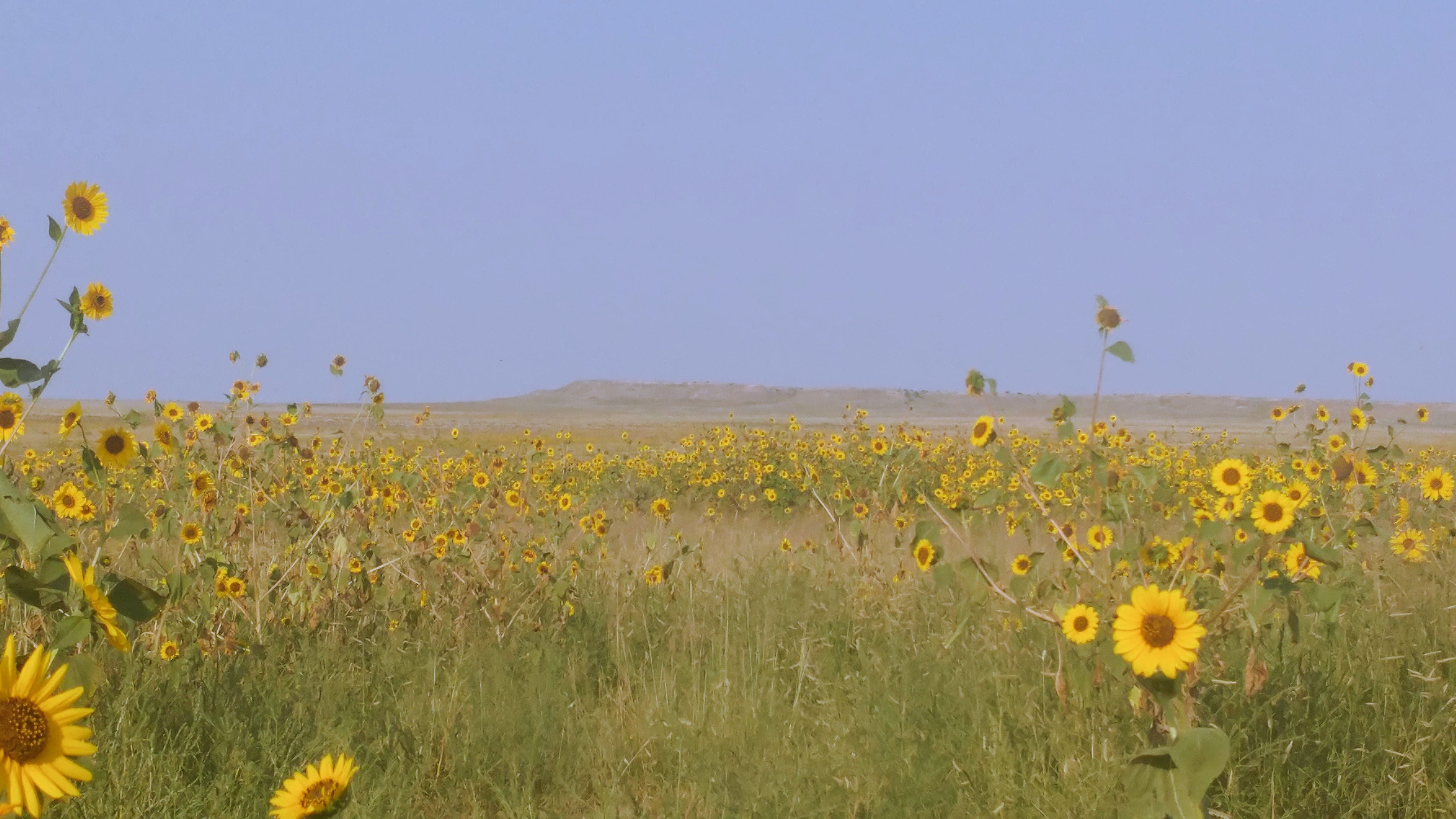 Sunflower Trails
