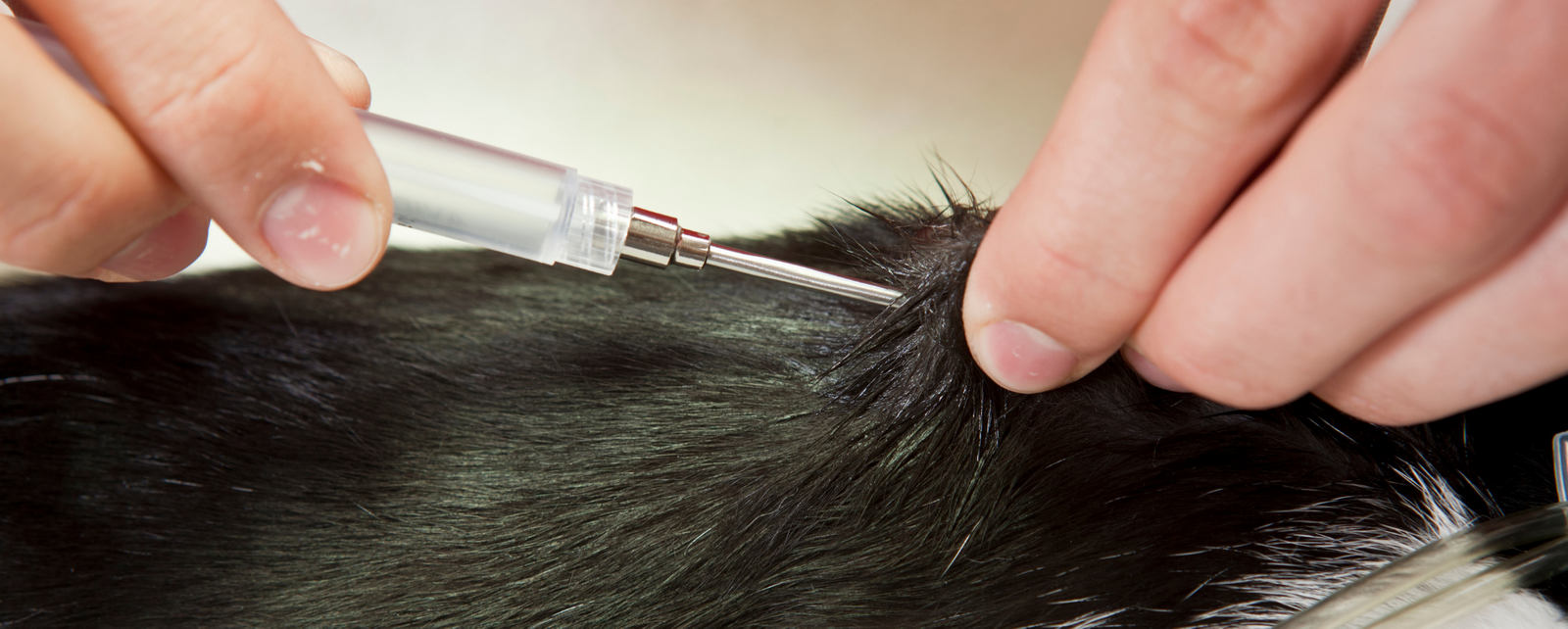 Midlands Humane Society : SERVICES : Low Cost Microchip