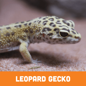leopard gecko