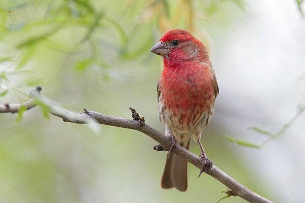 Birds of Our Backyards