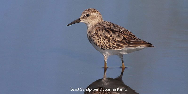 Least Sandpiper