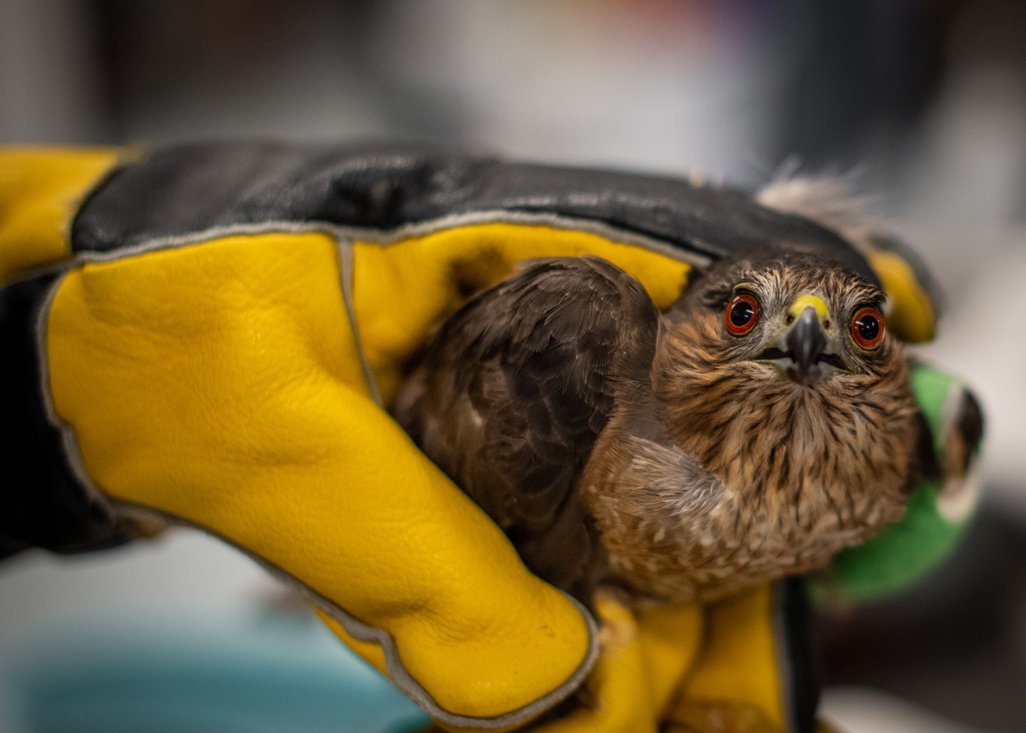 sharp shinned hawk nebraska wildlife rehab raptor conservation alliance