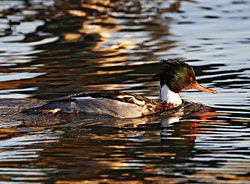 Red-breasted Merganser (male)