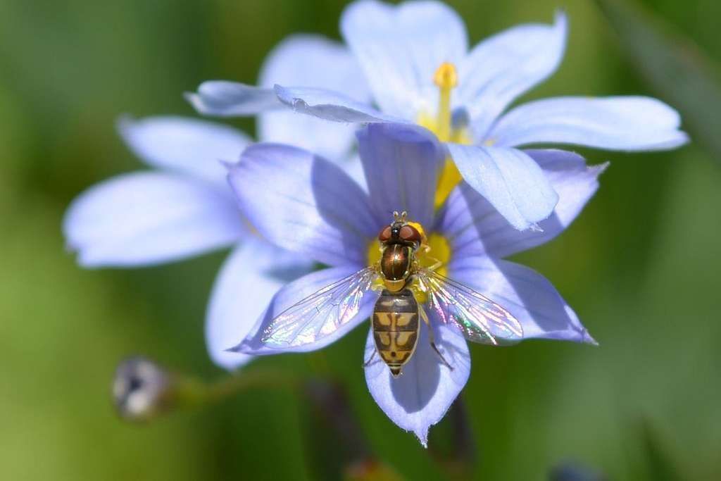 Close up of a bee on a blue-eyed grass flower