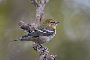 Bay-breasted Warbler