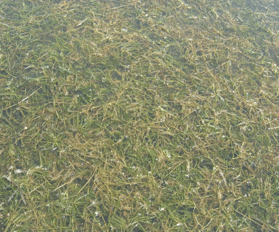 Curlyleaf pondweed