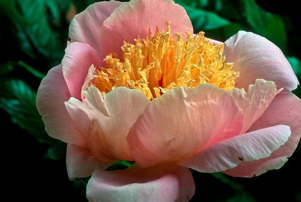 Mederi Center | For Patients | Patient Forms & Resources