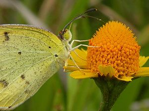 Butterflies & Moths