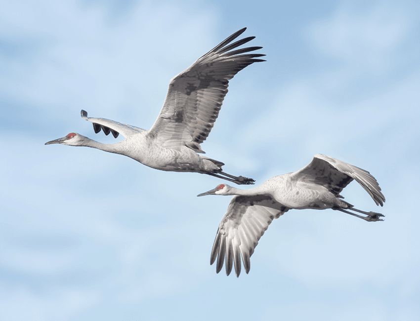 Birds flying