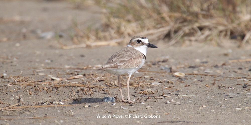 Wilson's Plover